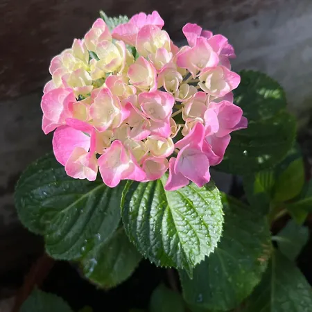 Ca' Di Camineve Bed and breakfast Loano