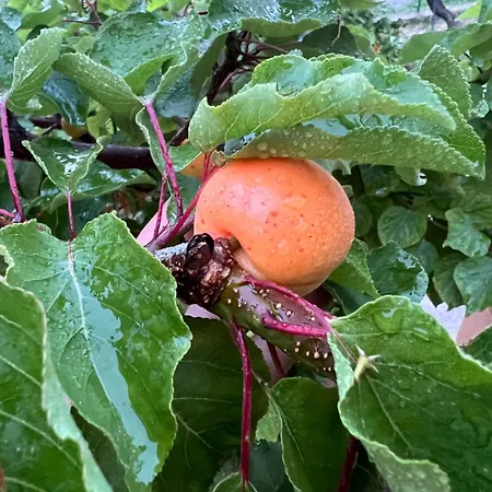 Ca' Di Camineve Loano