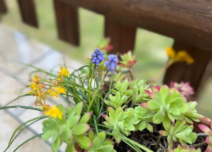 Ca' Di Camineve Bed and breakfast Loano