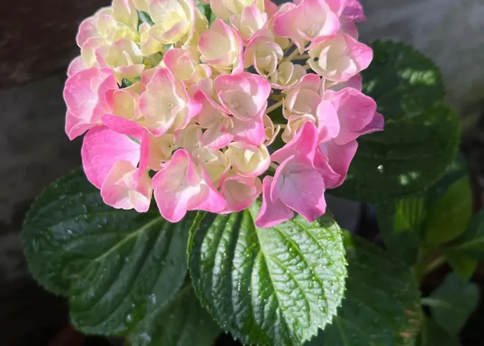 Ca' Di Camineve Bed and breakfast Loano