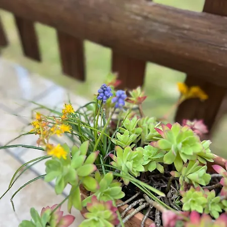 Ca' Di Camineve Panzió Loano