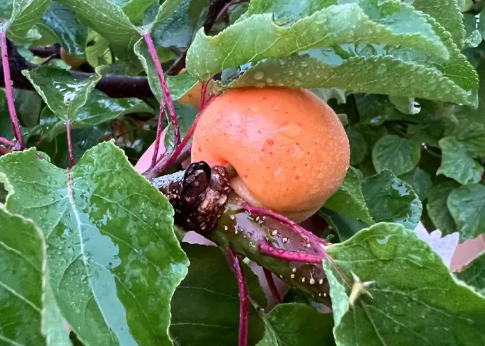 Ca' Di Camineve Loano